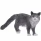 Schleich Kot Maine Coon figurka 13893