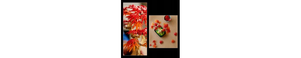 LEGO Botanicals Klon palmowy bonsai 10348