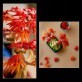 LEGO Botanicals Klon palmowy bonsai 10348