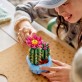LEGO Botanicals Kwitnący kaktus 11509