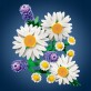 LEGO Botanicals Stokrotki 11508