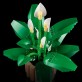 LEGO Botanicals Skrzydłokwiat 11504