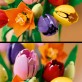 LEGO Botanicals Bukiet tulipanów 11501