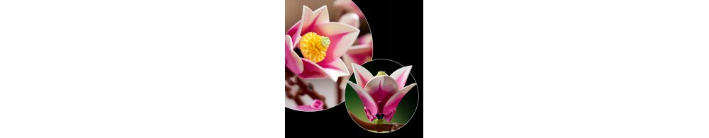 LEGO Botanicals Gałązki magnolii 11510