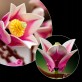 LEGO Botanicals Gałązki magnolii 11510