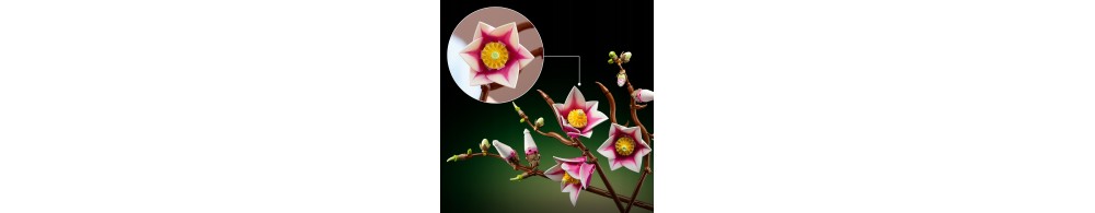 LEGO Botanicals Gałązki magnolii 11510