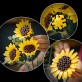 LEGO Botanicals Bukiet słoneczników 11502